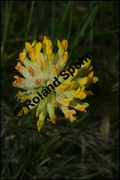 Wundklee, Anthyllis vulneraria, Fabaceae, Anthyllis vulneraria, Wundklee, Blattrosette Kauf von 00390anthyllis_vulnerariaimg_1909.jpg