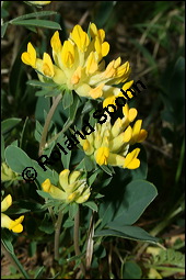 Wundklee, Anthyllis vulneraria, Fabaceae, Anthyllis vulneraria, Wundklee, Blattrosette Kauf von 00390anthyllis_vulnerariaimg_1910.jpg