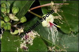 Kolabaum, Kolanuss, Cola acuminata, Sterculiaceae, Cola acuminata, Kolabaum, Kolanuss, Blühend Kauf von 00391cola_acuminataimg_5952.jpg