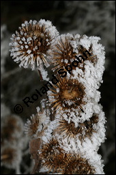 Groe Klette, Arctium lappa, Asteraceae, Arctium lappa, Lappa major, Groe Klette, fruchtend, fruchtendes Kpfchen im Winter mit Reif Kauf von 00395arctium_lappaimg_4968.jpg