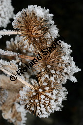 Große Klette, Arctium lappa, Asteraceae, Arctium lappa, Lappa major, Große Klette, fruchtend, fruchtendes Köpfchen im Winter mit Reif Kauf von 00395arctium_lappaimg_4969.jpg