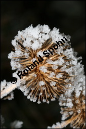 Große Klette, Arctium lappa, Asteraceae, Arctium lappa, Lappa major, Große Klette, fruchtend, fruchtendes Köpfchen im Winter mit Reif Kauf von 00395arctium_lappaimg_4970.jpg