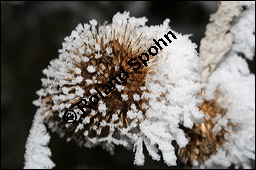 Groe Klette, Arctium lappa, Asteraceae, Arctium lappa, Lappa major, Groe Klette, fruchtend, fruchtendes Kpfchen im Winter mit Reif Kauf von 00395arctium_lappaimg_4972.jpg