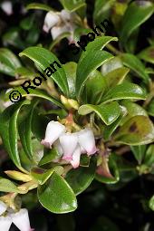 Immergrüne Bärentraube, Arctostaphylos uva-ursi, Ericaceae, Arctostaphylos uva-ursi, Immergrüne Bärentraube, Habitus fruchtend Kauf von 00398_arctostaphylos_uva_ursi_dsc_8804.jpg