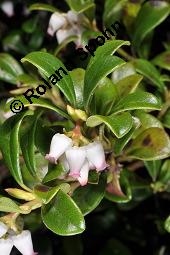 Immergrne Brentraube, Arctostaphylos uva-ursi, Ericaceae, Arctostaphylos uva-ursi, Immergrne Brentraube, Habitus fruchtend Kauf von 00398_arctostaphylos_uva_ursi_dsc_8804.jpg