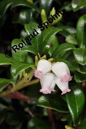 Immergrüne Bärentraube, Arctostaphylos uva-ursi, Ericaceae, Arctostaphylos uva-ursi, Immergrüne Bärentraube, Habitus fruchtend Kauf von 00398_arctostaphylos_uva_ursi_dsc_8805.jpg