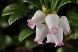 Immergrüne Bärentraube, Arctostaphylos uva-ursi, Ericaceae, Arctostaphylos uva-ursi, Immergrüne Bärentraube, Habitus fruchtend Kauf von 00398_arctostaphylos_uva_ursi_dsc_8806.jpg