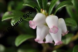 Immergrüne Bärentraube, Arctostaphylos uva-ursi, Ericaceae, Arctostaphylos uva-ursi, Immergrüne Bärentraube, Habitus fruchtend Kauf von 00398_arctostaphylos_uva_ursi_dsc_8807.jpg