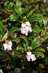 Immergrüne Bärentraube, Arctostaphylos uva-ursi, Ericaceae, Arctostaphylos uva-ursi, Immergrüne Bärentraube, Habitus fruchtend Kauf von 00398_arctostaphylos_uva_ursi_dsc_8808.jpg