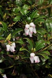 Immergrüne Bärentraube, Arctostaphylos uva-ursi, Ericaceae, Arctostaphylos uva-ursi, Immergrüne Bärentraube, Habitus fruchtend Kauf von 00398_arctostaphylos_uva_ursi_dsc_8809.jpg