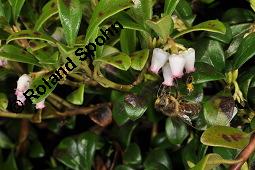 Immergrüne Bärentraube, Arctostaphylos uva-ursi, Ericaceae, Arctostaphylos uva-ursi, Immergrüne Bärentraube, Habitus fruchtend Kauf von 00398_arctostaphylos_uva_ursi_dsc_8810.jpg