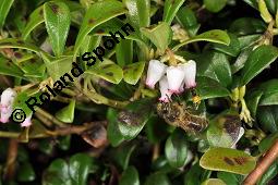 Immergrüne Bärentraube, Arctostaphylos uva-ursi, Ericaceae, Arctostaphylos uva-ursi, Immergrüne Bärentraube, Habitus fruchtend Kauf von 00398_arctostaphylos_uva_ursi_dsc_8811.jpg