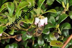 Immergrüne Bärentraube, Arctostaphylos uva-ursi, Ericaceae, Arctostaphylos uva-ursi, Immergrüne Bärentraube, Habitus fruchtend Kauf von 00398_arctostaphylos_uva_ursi_dsc_8812.jpg