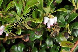 Immergrüne Bärentraube, Arctostaphylos uva-ursi, Ericaceae, Arctostaphylos uva-ursi, Immergrüne Bärentraube, Habitus fruchtend Kauf von 00398_arctostaphylos_uva_ursi_dsc_8813.jpg