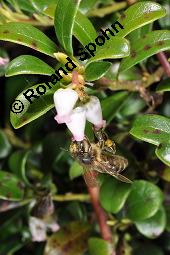 Immergrüne Bärentraube, Arctostaphylos uva-ursi, Ericaceae, Arctostaphylos uva-ursi, Immergrüne Bärentraube, Habitus fruchtend Kauf von 00398_arctostaphylos_uva_ursi_dsc_8814.jpg