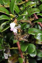 Immergrüne Bärentraube, Arctostaphylos uva-ursi, Ericaceae, Arctostaphylos uva-ursi, Immergrüne Bärentraube, Habitus fruchtend Kauf von 00398_arctostaphylos_uva_ursi_dsc_8815.jpg