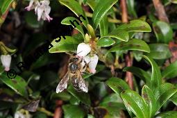 Immergrne Brentraube, Arctostaphylos uva-ursi, Ericaceae, Arctostaphylos uva-ursi, Immergrne Brentraube, Habitus fruchtend Kauf von 00398_arctostaphylos_uva_ursi_dsc_8816.jpg