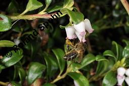 Immergrüne Bärentraube, Arctostaphylos uva-ursi, Ericaceae, Arctostaphylos uva-ursi, Immergrüne Bärentraube, Habitus fruchtend Kauf von 00398_arctostaphylos_uva_ursi_dsc_8817.jpg