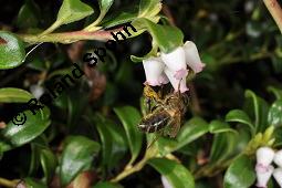 Immergrne Brentraube, Arctostaphylos uva-ursi, Ericaceae, Arctostaphylos uva-ursi, Immergrne Brentraube, Habitus fruchtend Kauf von 00398_arctostaphylos_uva_ursi_dsc_8817.jpg