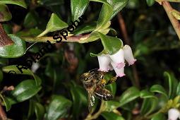 Immergrne Brentraube, Arctostaphylos uva-ursi, Ericaceae, Arctostaphylos uva-ursi, Immergrne Brentraube, Habitus fruchtend Kauf von 00398_arctostaphylos_uva_ursi_dsc_8818.jpg