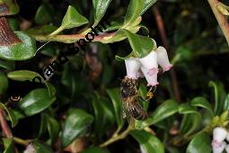 Immergrüne Bärentraube, Arctostaphylos uva-ursi, Ericaceae, Arctostaphylos uva-ursi, Immergrüne Bärentraube, Habitus fruchtend Kauf von 00398_arctostaphylos_uva_ursi_dsc_8819.jpg