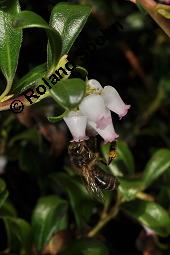 Immergrne Brentraube, Arctostaphylos uva-ursi, Ericaceae, Arctostaphylos uva-ursi, Immergrne Brentraube, Habitus fruchtend Kauf von 00398_arctostaphylos_uva_ursi_dsc_8820.jpg