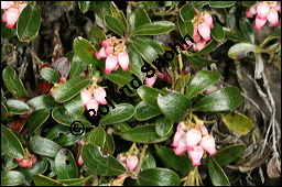 Immergrüne Bärentraube, Arctostaphylos uva-ursi, Ericaceae, Arctostaphylos uva-ursi, Immergrüne Bärentraube, Habitus fruchtend Kauf von 00398arctostaphylos_uva-ursiimg_6153.jpg