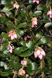 Immergrüne Bärentraube, Arctostaphylos uva-ursi, Ericaceae, Arctostaphylos uva-ursi, Immergrüne Bärentraube, Habitus fruchtend Kauf von 00398arctostaphylos_uva-ursiimg_6154.jpg