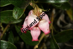Immergrüne Bärentraube, Arctostaphylos uva-ursi, Ericaceae, Arctostaphylos uva-ursi, Immergrüne Bärentraube, Habitus fruchtend Kauf von 00398arctostaphylos_uva-ursiimg_6155.jpg