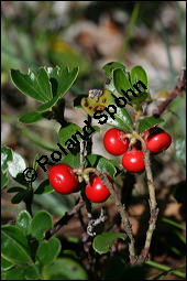 Immergrüne Bärentraube, Arctostaphylos uva-ursi, Ericaceae, Arctostaphylos uva-ursi, Immergrüne Bärentraube, Habitus fruchtend Kauf von 00398arctostaphylos_uvaursiimg_3419.jpg