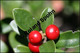 Immergrüne Bärentraube, Arctostaphylos uva-ursi, Ericaceae, Arctostaphylos uva-ursi, Immergrüne Bärentraube, Habitus fruchtend Kauf von 00398arctostaphylos_uvaursiimg_3421.jpg