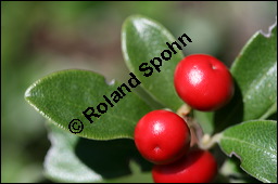 Immergrüne Bärentraube, Arctostaphylos uva-ursi, Ericaceae, Arctostaphylos uva-ursi, Immergrüne Bärentraube, Habitus fruchtend Kauf von 00398arctostaphylos_uvaursiimg_3422.jpg