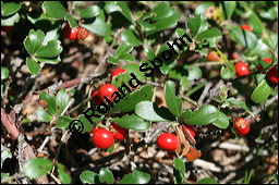 Immergrüne Bärentraube, Arctostaphylos uva-ursi, Ericaceae, Arctostaphylos uva-ursi, Immergrüne Bärentraube, Habitus fruchtend Kauf von 00398arctostaphylos_uvaursiimg_3431.jpg