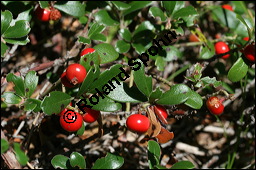 Immergrüne Bärentraube, Arctostaphylos uva-ursi, Ericaceae, Arctostaphylos uva-ursi, Immergrüne Bärentraube, Habitus fruchtend Kauf von 00398arctostaphylos_uvaursiimg_3432.jpg