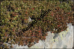 Immergrüne Bärentraube, Arctostaphylos uva-ursi, Ericaceae, Arctostaphylos uva-ursi, Immergrüne Bärentraube, Habitus fruchtend Kauf von 00398arctostaphylos_uvaursiimg_4450.jpg