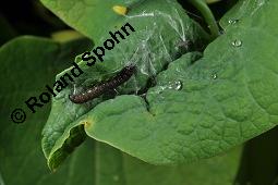 Gewöhnliche Osterluzei, Echte Osterluzei, Aristolochia clematitis, Aristolochiaceae, Aristolochia clematitis, Gewöhnliche Osterluzei, Echte Osterluzei, Blühend Kauf von 00401_aristolochia_clematitis_dsc_1352.jpg
