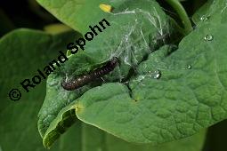 Gewöhnliche Osterluzei, Echte Osterluzei, Aristolochia clematitis, Aristolochiaceae, Aristolochia clematitis, Gewöhnliche Osterluzei, Echte Osterluzei, Blühend Kauf von 00401_aristolochia_clematitis_dsc_1353.jpg