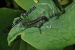 Gewöhnliche Osterluzei, Echte Osterluzei, Aristolochia clematitis, Aristolochiaceae, Aristolochia clematitis, Gewöhnliche Osterluzei, Echte Osterluzei, Blühend Kauf von 00401_aristolochia_clematitis_dsc_1354.jpg