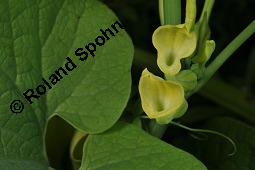 Gewöhnliche Osterluzei, Echte Osterluzei, Aristolochia clematitis, Aristolochiaceae, Aristolochia clematitis, Gewöhnliche Osterluzei, Echte Osterluzei, Blühend Kauf von 00401_aristolochia_clematitis_dsc_1355.jpg