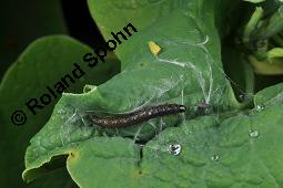 Gewöhnliche Osterluzei, Echte Osterluzei, Aristolochia clematitis, Aristolochiaceae, Aristolochia clematitis, Gewöhnliche Osterluzei, Echte Osterluzei, Blühend Kauf von 00401_aristolochia_clematitis_dsc_1356.jpg
