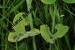 Gewöhnliche Osterluzei, Echte Osterluzei, Aristolochia clematitis, Aristolochiaceae, Aristolochia clematitis, Gewöhnliche Osterluzei, Echte Osterluzei, Blühend Kauf von 00401_aristolochia_clematitis_dsc_1357.jpg