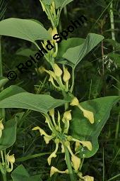 Gewöhnliche Osterluzei, Echte Osterluzei, Aristolochia clematitis, Aristolochiaceae, Aristolochia clematitis, Gewöhnliche Osterluzei, Echte Osterluzei, Blühend Kauf von 00401_aristolochia_clematitis_dsc_1358.jpg