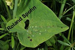 Gewöhnliche Osterluzei, Echte Osterluzei, Aristolochia clematitis, Aristolochiaceae, Aristolochia clematitis, Gewöhnliche Osterluzei, Echte Osterluzei, Blühend Kauf von 00401_aristolochia_clematitis_dsc_1359.jpg