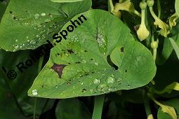 Gewöhnliche Osterluzei, Echte Osterluzei, Aristolochia clematitis, Aristolochiaceae, Aristolochia clematitis, Gewöhnliche Osterluzei, Echte Osterluzei, Blühend Kauf von 00401_aristolochia_clematitis_dsc_1360.jpg