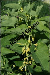 Gewöhnliche Osterluzei, Echte Osterluzei, Aristolochia clematitis, Aristolochiaceae, Aristolochia clematitis, Gewöhnliche Osterluzei, Echte Osterluzei, Blühend Kauf von 00401aristolochia_clematitisimg_2258.jpg
