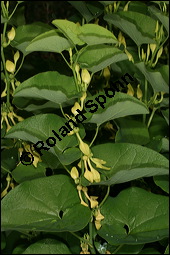 Gewöhnliche Osterluzei, Echte Osterluzei, Aristolochia clematitis, Aristolochiaceae, Aristolochia clematitis, Gewöhnliche Osterluzei, Echte Osterluzei, Blühend Kauf von 00401aristolochia_clematitisimg_7549.jpg