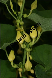 Gewöhnliche Osterluzei, Echte Osterluzei, Aristolochia clematitis, Aristolochiaceae, Aristolochia clematitis, Gewöhnliche Osterluzei, Echte Osterluzei, Blühend Kauf von 00401aristolochia_clematitisimg_7550.jpg