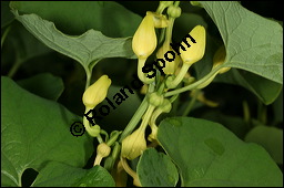 Gewöhnliche Osterluzei, Echte Osterluzei, Aristolochia clematitis, Aristolochiaceae, Aristolochia clematitis, Gewöhnliche Osterluzei, Echte Osterluzei, Blühend Kauf von 00401aristolochia_clematitisimg_7551.jpg