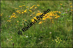 Arnika, Arnica montana, Asteraceae, Arnica montana, Arnika, Berg-Wohlverleih, Habitus blühend Kauf von 00404arnica_montanaimg_3365.jpg