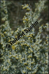 Echter Wermut, Artemisia absinthium, Asteraceae, Artemisia absinthium, Echter Wermut, Absinth, Grüne Fee, Blühend Kauf von 00406artemisia_absinthiumimg_3383.jpg